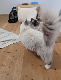 Birma-Ragdoll Kitten - Donauwörth