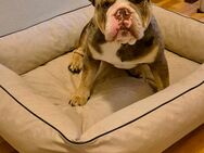 Englische Bulldogge - Hamm