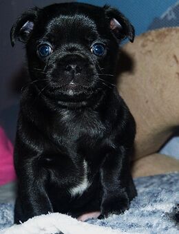 2 Chihuahua/Mops Welpen suchen noch ein zu Hause - Golchen