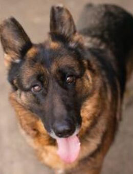 GIBSY - nett, aktiv und lernwillig - Overath