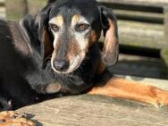 VALENTINA - Hunde-Omi hofft auf Chance - Aerzen