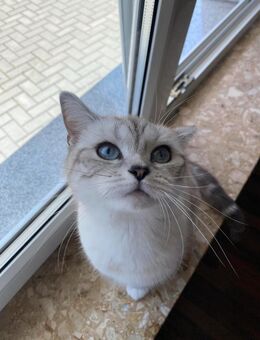 Britisch Kurzhaarkatze - Wesel
