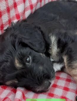 Bernedoodle x Königspudel Welpen - Ammerthal