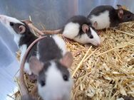 Hübsche junge bunte Farbratten Ratten männlich weiblich Tierversand möglich - Neustadt (Sachsen)