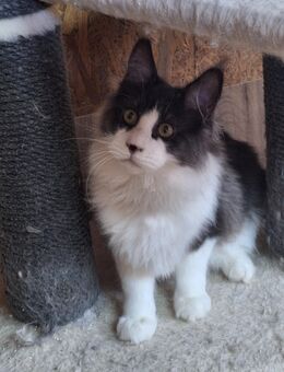 mainecoon - Tauberbischofsheim