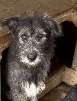 Lieber ZAZU sucht seine Familie - Neuberg