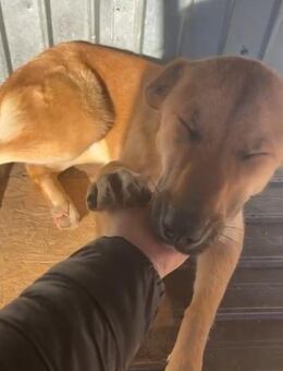 🍒Wunderhübsche Hündin Cherry❤️ - Eislingen (Fils)