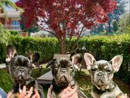 reinrassige Französische Bulldogge Welpen AT auszugbereit in Papenburg - Papenburg