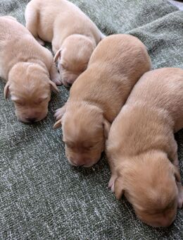 Labrador-Welpen in blond und schwarz - Neuenkirchen (bei Greifswald)