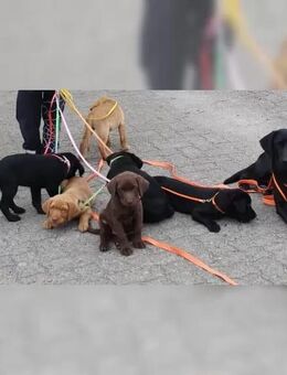 Labrador Retriever Welpen - Edemissen