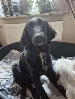 Freundliche Kaika - Eichenzell