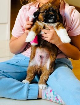 Welpen Shih Tzu - Hanau (Brüder-Grimm-Stadt) Innenstadt