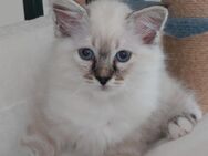 Heilige birma kitten (Jungs) - Marl (Nordrhein-Westfalen)