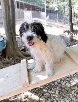 Kelvin wartet auf seine/n Menschen - Schwabach