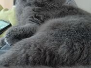 Bkh deckkater mit Blutgruppe A - Aadorf