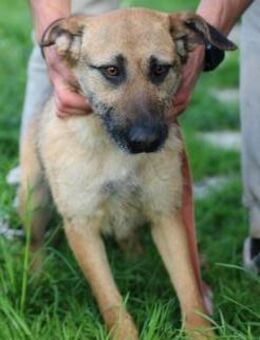Amber - sehr lieb u. verspielt - Lohra