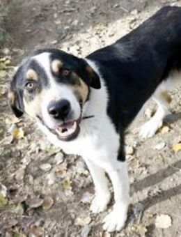 Balu, sanfter Riese, ca. 1 Jahr - Vaterstetten