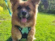 Benson sucht ein ruhiges Zuhause - München