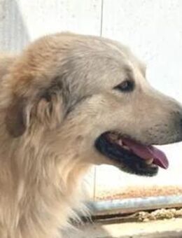 OMAR was für ein hübscher Kerl! - Regensburg