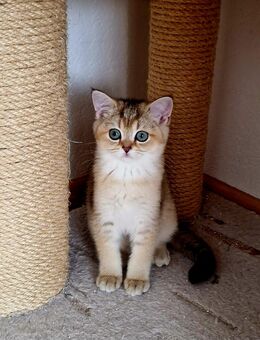BKH und BLH Kitten Reinrassig mit Stammbaum - Wiesbaden Erbenheim