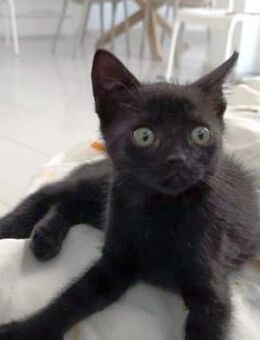 Sanftes Katzenmädchen Lis - Karlsruhe