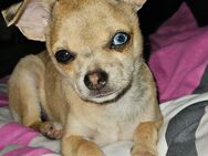 Chihuahua Mix Welpe - Kindelbrück