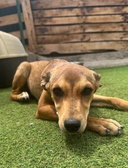 ZAZU - traumhafte Welpe 🐶💖 - Neudenau