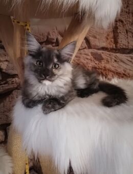 Maine Coon Mädchen sucht ihr Traum zu Hause - Beerfelden Zentrum