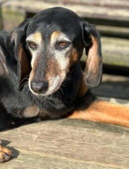VALENTINA - Hunde-Omi hofft auf Chance - Aerzen