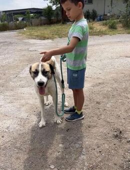 Kinderliebe sanfte soziale BOYANA ♥️🐾 - München