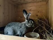 Grosschinchilla Kaninchen zu verkaufen - Mügeln