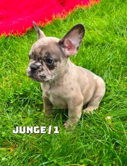 Französische Bulldogge Welpen zu verkaufen - Schiffweiler