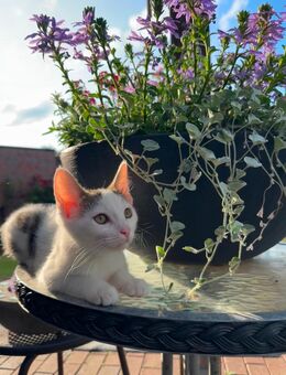 Kitten und Mama suchen liebevolles Zuhause - Emsbüren