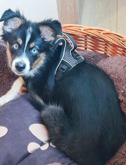 Mini Aussie - Beckdorf