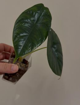 Alocasia Green Unicorn - Dortmund Husen