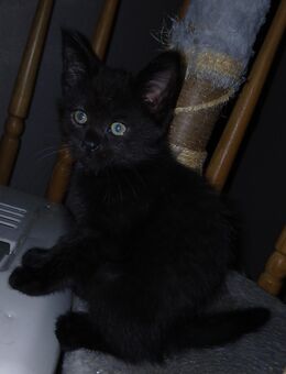 Noch 1 xxl maine coon mix kitten schwarz grau Teddybärchen abholbereit - Bad Kissingen