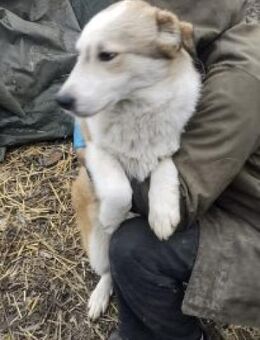 Tolly 55 cm - Alpenrod