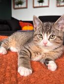 Unsere beiden BKH Katerchen suchen noch gemeinsam ein Zuhause! in 08233