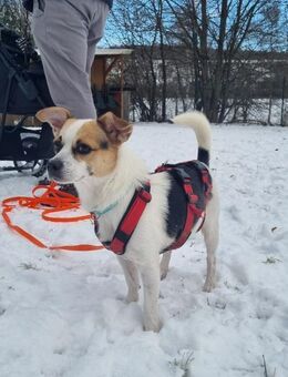 THOR 💖 perfekter, kleiner Familienhund! - Neudenau