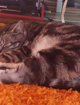 Kerngesunder 6 Jahre alter kater - Gummersbach