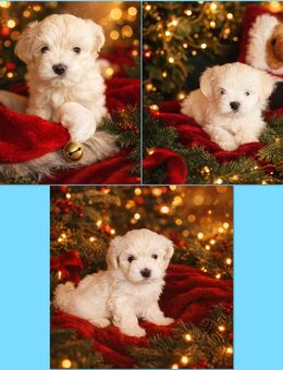 Malteser Welpen - Thür