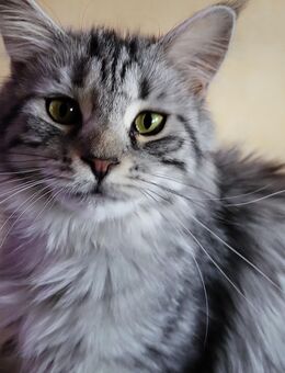 Katze abzugeben - Dortmund Hombruch
