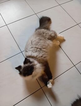 2 Blue Point Perser wir möchten zusammen bleiben! - Niddatal Zentrum