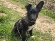 Laroche dein neuer bester Hundekumpel - München