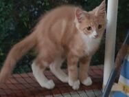 Maine coon kitten - Dortmund