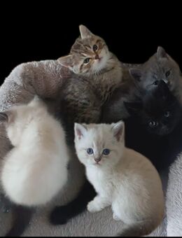 BKH Babykatzen - Lahr (Schwarzwald)