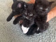 Babykatze Kitten - Wiehl