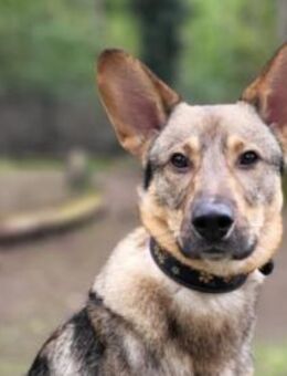 Bailey sucht seine Für-Immer-Familie - München