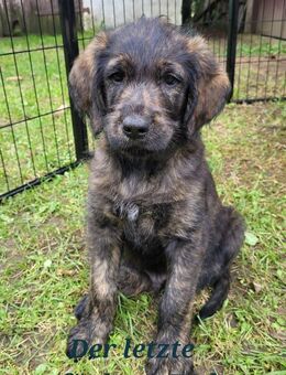 Labradoodle Hovawart-mix Welpen zu verkaufen - Satow