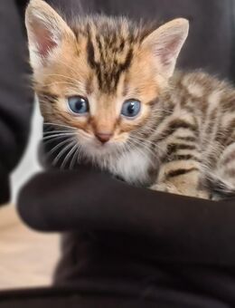 Bengal Kitten abzugeben - Reichenbach (Fils)